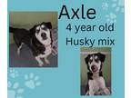 Adopt Axle a Black - with White Husky / Mixed dog in tama, IA (41488957)