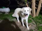 Adopt Maggie a White Great Pyrenees / Mixed dog in Santa Fe, TX (41488949)