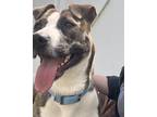Adopt Abbie a Brindle - with White Boxer / American Pit Bull Terrier / Mixed dog