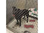 Adopt Gypsy a Terrier (Unknown Type, Medium) / Mixed dog in Oak Ridge