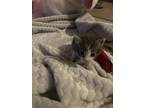 Adopt Beef a Gray, Blue or Silver Tabby Domestic Longhair / Mixed (long coat)