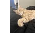 Adopt Kiki a Orange or Red Domestic Shorthair / Mixed (short coat) cat in Center