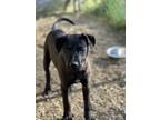 Adopt Gabby a Black - with White American Pit Bull Terrier / Mixed Breed
