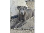 Adopt Grayson a Gray/Silver/Salt & Pepper - with White Weimaraner / American Pit