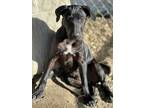 Adopt Gracelyn a Black - with White American Pit Bull Terrier / Mixed Breed