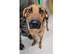 Adopt LILLITH a Brown/Chocolate Redbone Coonhound / German Shepherd Dog / Mixed