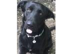 Adopt Max a Black Labrador Retriever / German Shepherd Dog / Mixed dog in