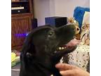 Adopt Legacy a Black Labrador Retriever / Mixed dog in Central Point