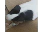 Adopt Tina a Guinea Pig small animal in Des Moines, IA (41488578)