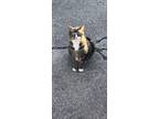 Adopt Nala a Brown Tabby American Shorthair / Mixed (short coat) cat in