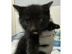 Adopt Cassandra*/ F.L. 4 a Domestic Shorthair / Mixed cat in Pomona