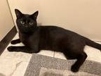 Adopt Panther a All Black American Shorthair / Mixed (short coat) cat in Hemet