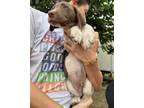 Adopt Chestnut a Brown/Chocolate - with White German Shorthaired Pointer / Mixed