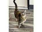 Adopt Dahlia a Tortoiseshell Domestic Shorthair / Mixed (short coat) cat in LAS