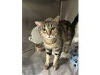 Adopt a Domestic Shorthair / Mixed cat in Pomona, CA (41483724)