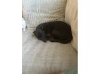 Adopt Sofia a Black Chiweenie / Mixed dog in Cedar City, UT (41488501)