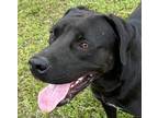 Adopt Smokey. SJ a Black - with White Labrador Retriever / Mixed dog in Fairfax