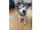 Adopt Ruby a Gray/Silver/Salt & Pepper - with White Husky / Mixed dog in San