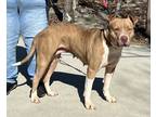 Adopt Cinder. SJ a Tan/Yellow/Fawn - with White American Staffordshire Terrier /