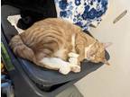 Adopt Boots a Tiger Striped Domestic Shorthair / Mixed (short coat) cat in Long