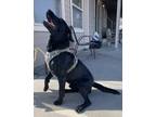 Adopt Shadow a Black Labrador Retriever / Mixed dog in West Richland