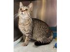 Adopt Sprinkle a Domestic Short Hair