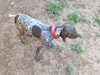Adopt Rooster a Tricolor (Tan/Brown & Black & White) German Shorthaired Pointer