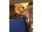 Adopt Chicken Nugget a Brown Tabby Domestic Shorthair / Mixed (short coat) cat