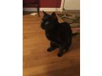 Adopt Luna a All Black Domestic Mediumhair / Mixed (medium coat) cat in Glenn