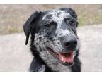 Adopt Remington a Black - with Gray or Silver Australian Shepherd / Mixed dog in