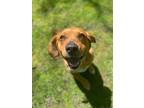 Adopt Cujo a Beagle / Mixed dog in Orillia, ON (41486356)