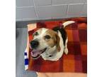 Adopt Raidar a Beagle / Mixed dog in Orillia, ON (41486355)
