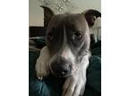 Adopt Oliver a Gray/Silver/Salt & Pepper - with White Staffordshire Bull Terrier