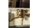 Adopt Charlie a Brindle Catahoula Leopard Dog / Affenpinscher / Mixed dog in