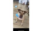 Adopt Jax a Tan/Yellow/Fawn Shar Pei / American Pit Bull Terrier / Mixed dog in