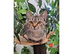 Adopt Nebula a Brown Tabby Domestic Shorthair / Mixed (short coat) cat in Bay