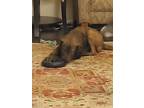 Adopt Mocha a Brown/Chocolate Mutt / Mixed dog in Rosenberg, TX (41487983)