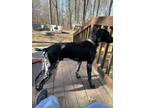 Adopt RIP a Black - with White German Shorthaired Pointer / Mixed dog in Iuka