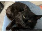 Adopt Ford a All Black Domestic Mediumhair / Mixed cat in Pittsburgh