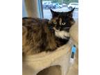 Adopt Branwen a Calico or Dilute Calico Domestic Longhair / Mixed cat in