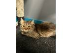 Adopt Pixie a Brown or Chocolate (Mostly) Domestic Mediumhair / Mixed cat in