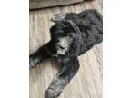 Adopt Luca a Gray/Silver/Salt & Pepper - with Black Sheepadoodle / Mixed dog in