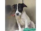 Adopt LAYS a Pointer, Mixed Breed