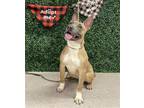 Adopt STITCH a Tan/Yellow/Fawn American Staffordshire Terrier / Mixed dog in