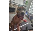Adopt Loki a Tan/Yellow/Fawn American Pit Bull Terrier / Mixed dog in Huntington
