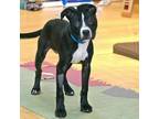 Adopt SADIE a Pit Bull Terrier, Mixed Breed