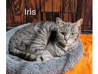 Adopt Iris a Gray, Blue or Silver Tabby Tabby (short coat) cat in Binghamton