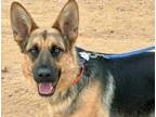 Adopt Gamora a Black German Shepherd Dog dog in Wildomar, CA (41487917)