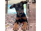 Adopt PATTY a Black and Tan Coonhound, Mixed Breed