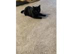 Adopt Mr.Cat a All Black American Shorthair / Mixed (short coat) cat in Rapid